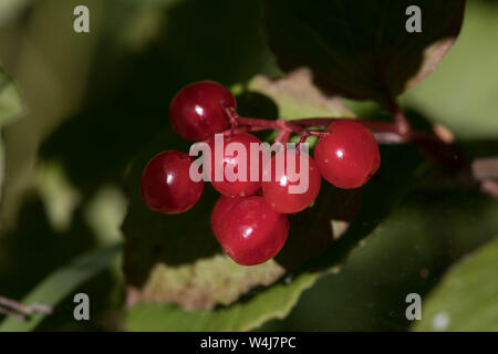 Hohe Bush Preiselbeeren Stockfoto