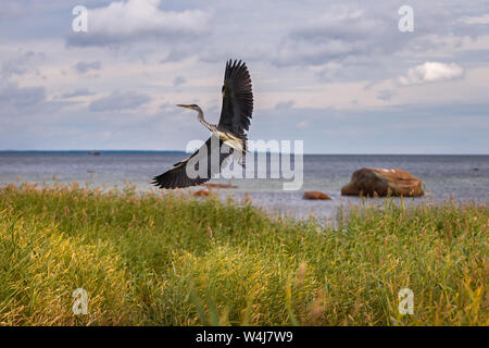 Eine grosse Graureiher zieht aus dem Schilf im Hintergrund auf das Meer mit großen Steinen. Die Flügel sind weit geöffnet. Bauch in die Kamera. Stockfoto