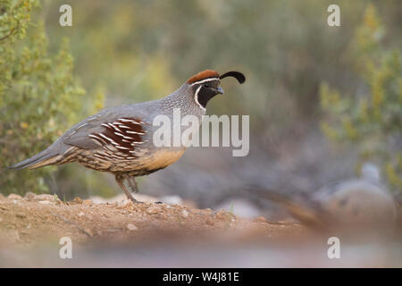 Die gambel Wachtel, Arizona. Stockfoto