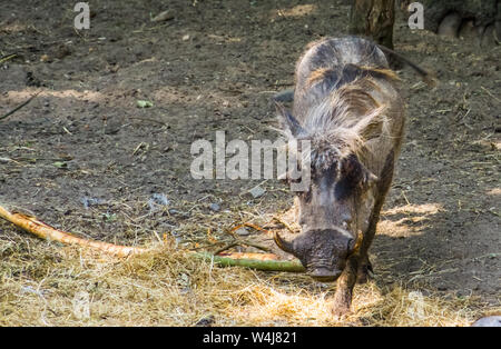 Nahaufnahme eines weiblichen Warzenschwein Fuß in Richtung der Kamera, tropischen Wildschwein specie aus Afrika Stockfoto