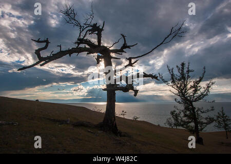 Zwei Bäume im Gegenlicht am Abend am Ufer des Baikalsees. In den Himmel die Wolken, durch die die Sonne scheint. Dunkel. Stockfoto