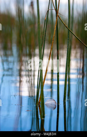 Eine kleine graue Feder schwimmt auf dem Wasser unter den Reed Stiele. Spiegelungen im Wasser fort. Selektiver Fokus auf Pen. Unscharfer Hintergrund. Stockfoto