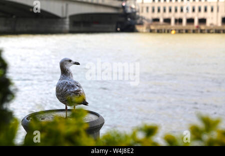 Die grauen Möwe, Belchers Gull, Larus belcheri, sitzen an der Themse Ufer vor dem Hintergrund der Fluss und die Brücke Stockfoto
