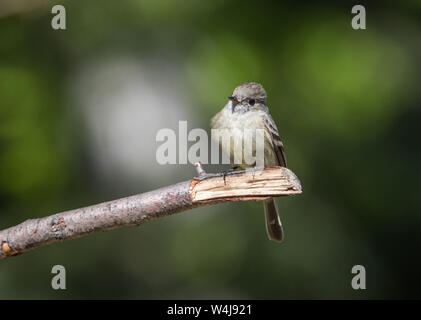 Hammonds Schopftyrann Stockfoto