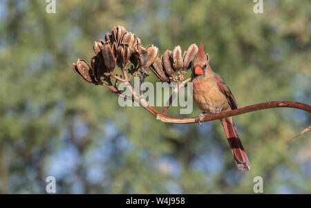 Weibliche Northern Cardinal in Arizona Stockfoto