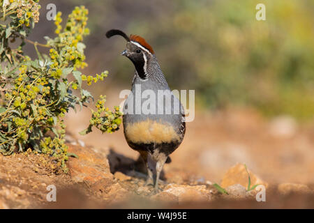 Marana, in der Nähe von Tucson, Arizona. Stockfoto