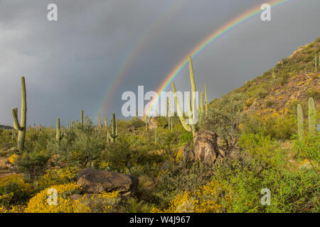 Desert Rainbow, Arizona. Stockfoto