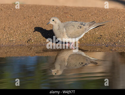 Eine Trauertaube in Arizona Stockfoto