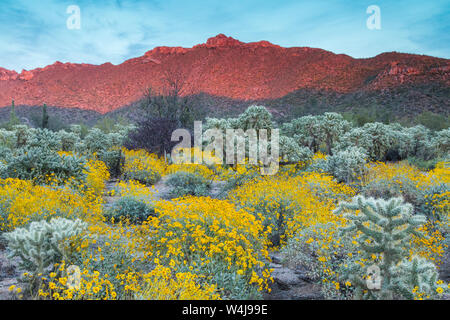 Cholla Cactus mit brittlebush. Arizona. Stockfoto