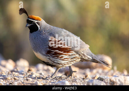 Die gambel Wachtel, Marana, in der Nähe von Tucson, Arizona. Stockfoto