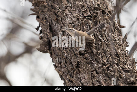 Bewick's Wren im Arizona Stockfoto