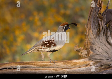 Die gambel Wachtel, Arizona. Stockfoto