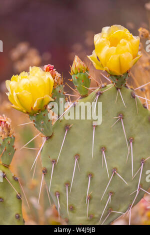 Blühende Feigenkakteen, Arizona. Stockfoto