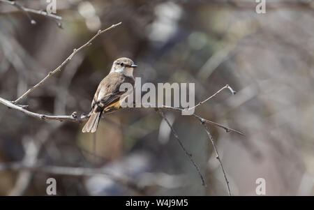 Weiblicher Fliegenfänger Mit Zinnrot Stockfoto