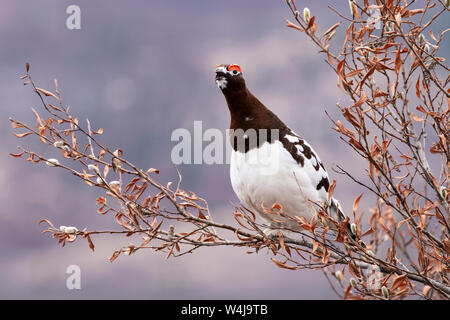 Nordamerika; USA; Alaska; Tierwelt; Vögel; Hochland Vögel; Grouse; Ptarmigan; Willow ptarmigan; Lagopus lagopus; Männlich; Feder Umwerbung plu Stockfoto