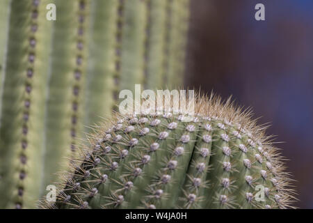 Saguaro Kaktus Nahaufnahme in Arizona Stockfoto