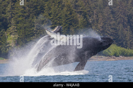 Buckelwale verletzen, Südosten, Alaska. Stockfoto