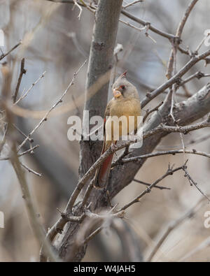 Weibliche Pyrrhuloxia Wüste Kardinal im Arizona Stockfoto