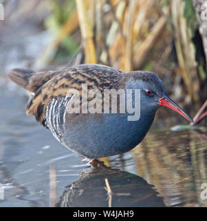 Wasserralle (Rallus Aquaticus) Erwachsenen, am Rande eines Reed Bett, Gloucestershire, England, UK. Stockfoto