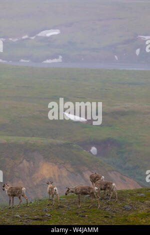 Gruppe von Karibus, Denali National Park, Alaska. Stockfoto