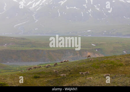 Herde Karibus, Denali National Park, Alaska. Stockfoto