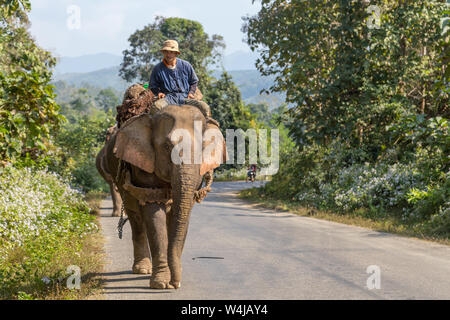 Luang Prabang, Laos - Dezember 21, 2013: Ein Mann, ein elephanto echten Transport arbeiten an einem Laos Straße zu tun, mit keine Touristen um Stockfoto