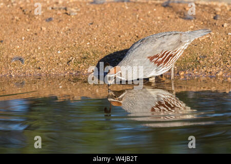 Gambel's quail Männlichen Trinkwasser Stockfoto
