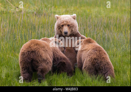 Grizzly Bär sow Krankenpflege Cubs, Lake Clark National Park, Alaska Stockfoto