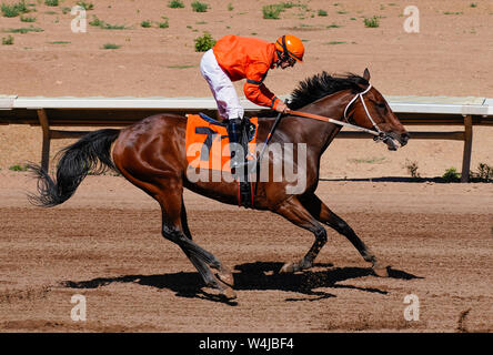 Ein Jockey verlangsamt ein Rennpferd nach Abschluss der Rennen. Stockfoto