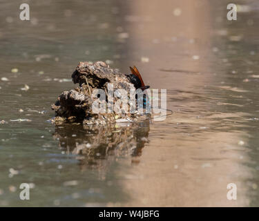 Eine große Pepsis Wasp in Arizona Stockfoto