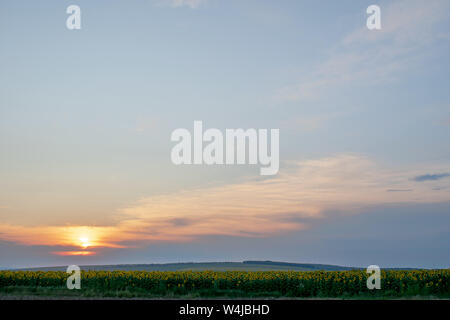 Schönen Sonnenuntergang über einem Feld mit Sonnenblumen Stockfoto