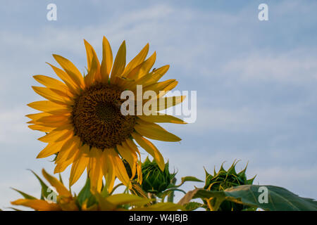 Sonnenblume auf Hintergrund des blauen Himmels Stockfoto