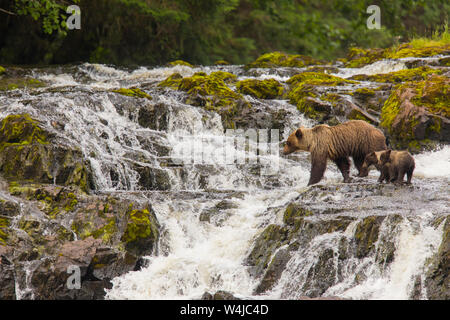 Grizzly Bär Leistungsbeschreibung mit jungen Fischen. Chichagof Island, Alaska Stockfoto