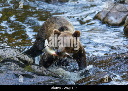 Grizzly Bär Angeln, Tongass National Forest, Alaska Stockfoto