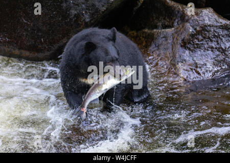 Schwarzer Bär, Anan Creek Wildlife Viewing site, Tongass National Forest, Alaska. Stockfoto