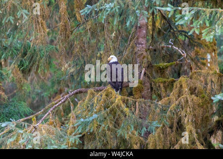 Der Weißkopfseeadler, Anan Creek Wildlife Viewing site, Tongass National Forest, Alaska. Stockfoto