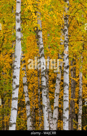 Herbst in Alaska, in der Nähe von Fairbanks, Alaska. Stockfoto