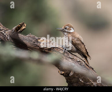 Ein weiblicher Arizona-Specht in Arizona Stockfoto