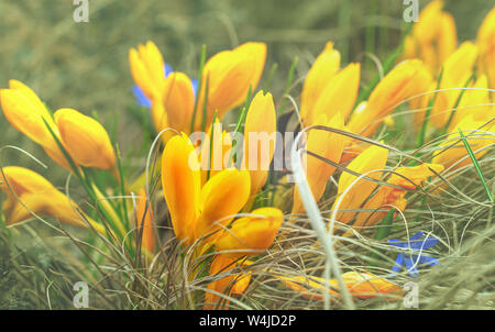 Gelbe krokusse Gruppe in Gras wachsen, flacher Fokus Stockfoto