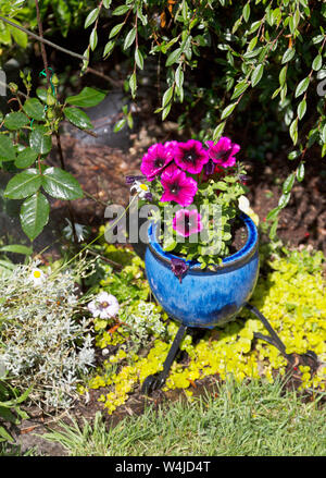 Petunien in einem blauen Topf in einem Gebüsch Stockfoto