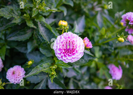 Rosa Blüten von dahlien im garten Stockfoto