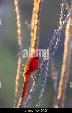 Northern cardinal, Marana, in der Nähe von Tucson, Arizona. Stockfoto