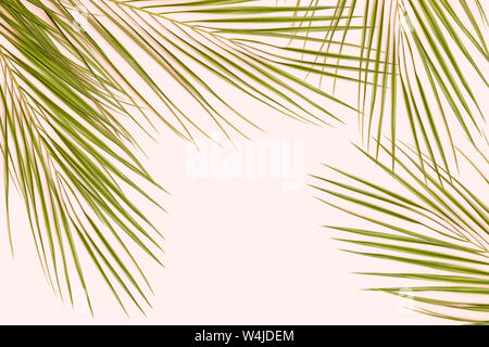 Palm Leaf auf Rosa pastell Hintergrund Stockfoto