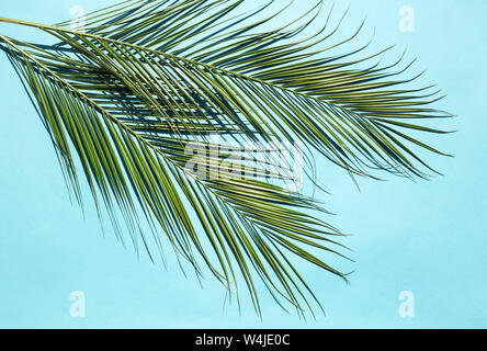 Palmblätter auf blauem Hintergrund Stockfoto