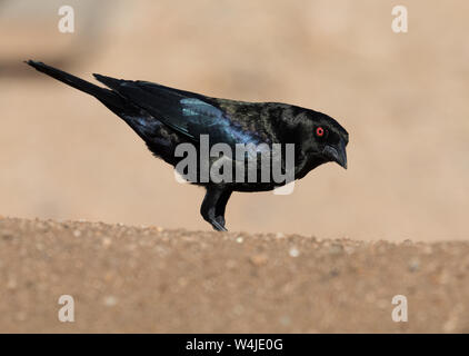 Ein männlicher bronzierter Cowbird in Arizona Stockfoto