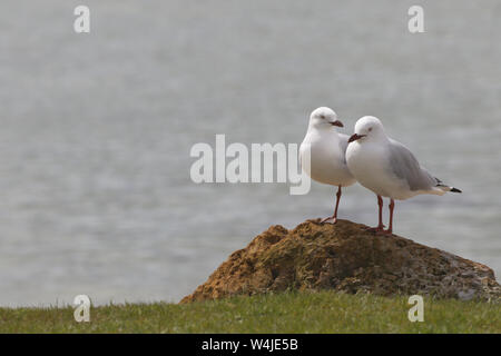 Enge Begleiter in Silber Möwen Paar mit einer vierbeinigen Haltung für Links Vogel. Die Lage ist Emu Point At Albany in Western Australia. Stockfoto