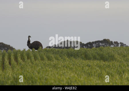 Malerische Bild der Wwu oben am Hügel in einem Western Australia Feld auf Merivale Road auf dem Weg nach Cape Le Grand National Park Stockfoto