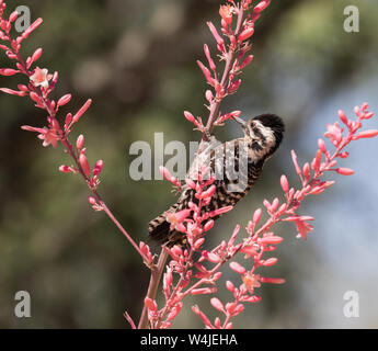 Weibliche Leiter-backed Woodpecker Stockfoto