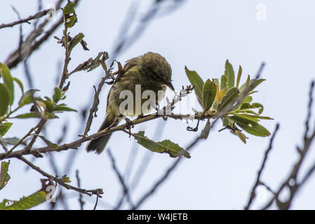 Kiefer Sisken Finch thront auf Natur Baum mit neu gefundenen Fehler im Mund, während der Fütterung. Stockfoto
