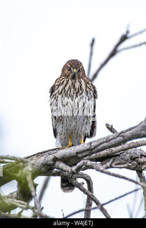 Stolz Cooper Hawk thront hoch auf getrocknete Zweig während geradeaus über sein Jagdrevier für das nächste Opfer suchen. Stockfoto